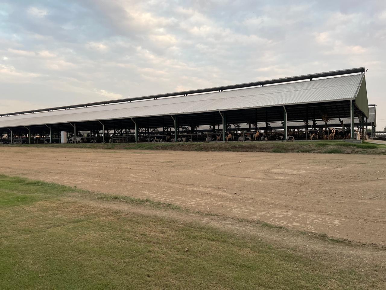 Dairy shed, Punjab
