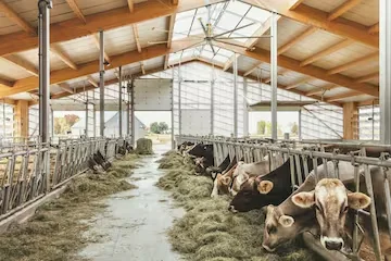 Steel dairy shed with feeding lane
