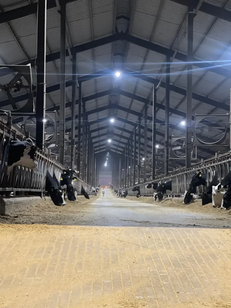 Steel dairy barn with headlock feeding lanes